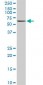 MAPK8 / JNK1 / JNK Antibody (clone 1A2)
